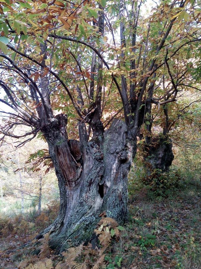 Apartamento Casa Nel Bosco, Appennino Tosco Emiliano Camugnano Exterior foto