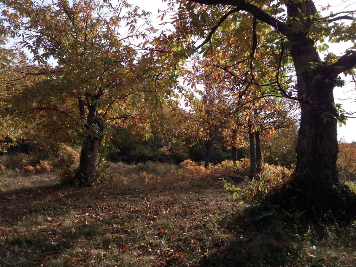 Apartamento Casa Nel Bosco, Appennino Tosco Emiliano Camugnano Exterior foto